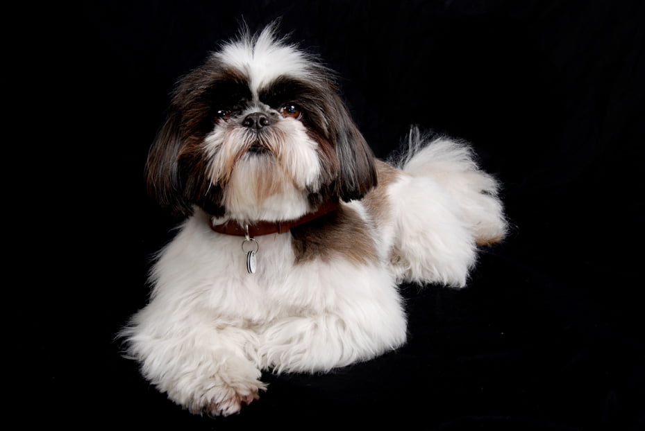 Dog laying down by Nick Ford Photography