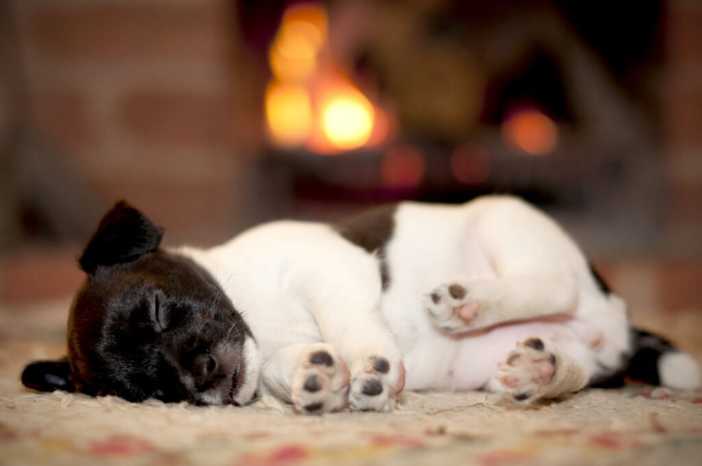 Sleeping dog by Nick Ford Photography