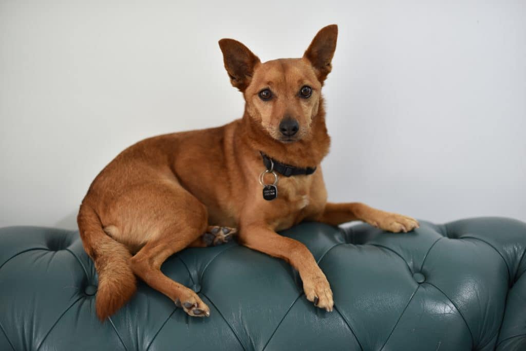 Dog laying on sofa by Nick Ford Photography