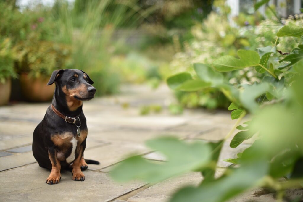 Small dog sitting by Nick Ford Photography