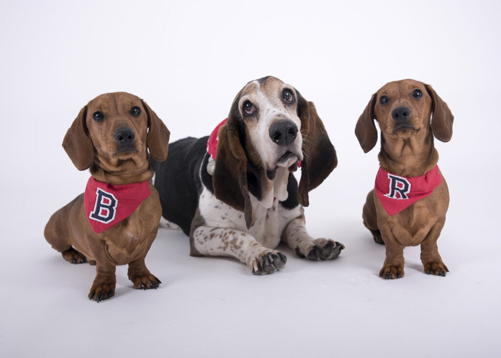3 dogs looking at camera by Nick Ford Photography