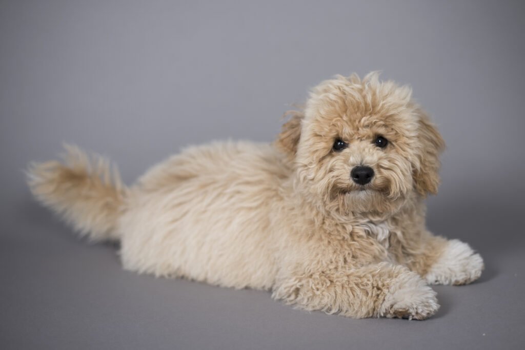 Dog laying down by Nick Ford Photography