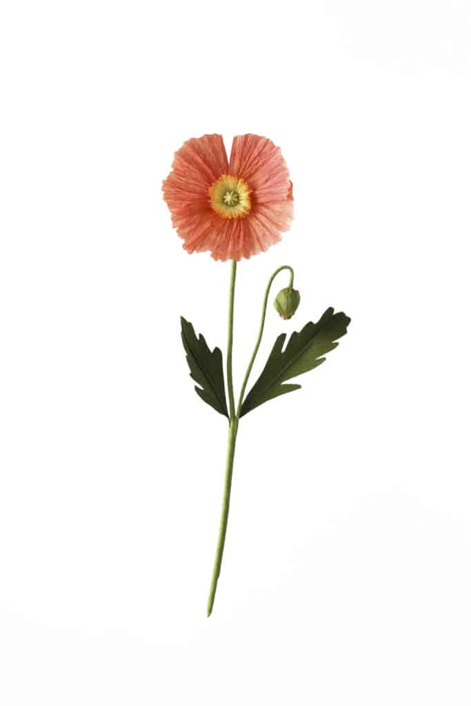 Product photography of orange flower on white backdrop by Nick Ford Photography