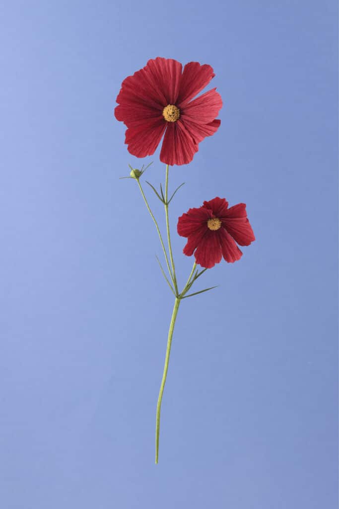 Product photography of red paper flower by Nick Ford Photography